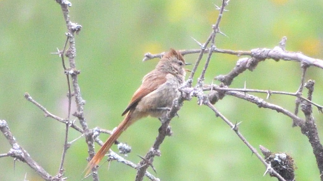 Brown-capped Tit-Spinetail - ML615164146