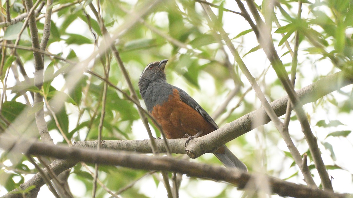 Rufous-bellied Mountain Tanager - Bruce Collins