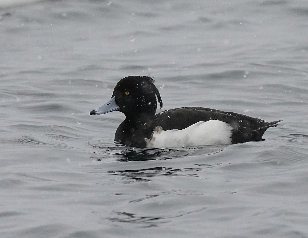 Tufted Duck - ML615164183