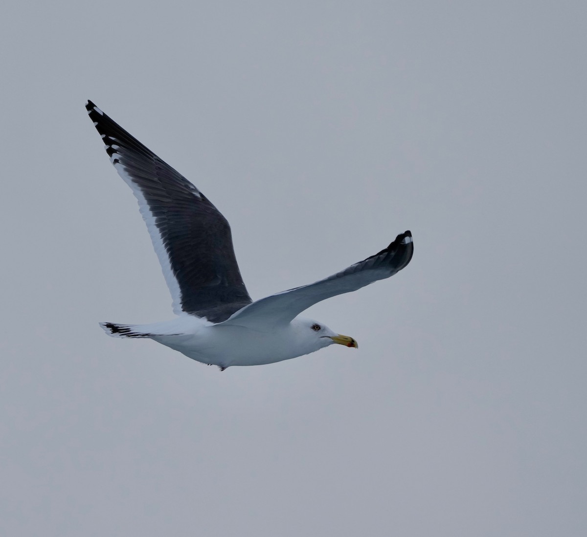 Black-tailed Gull - ML615164220