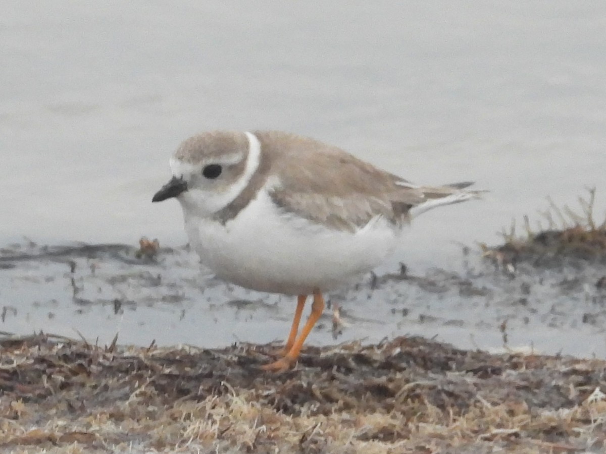 Piping Plover - ML615164300