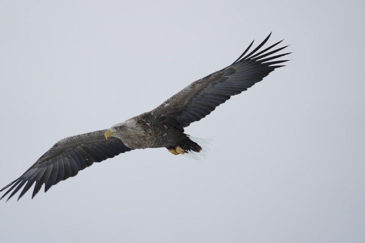 White-tailed Eagle - ML615164301