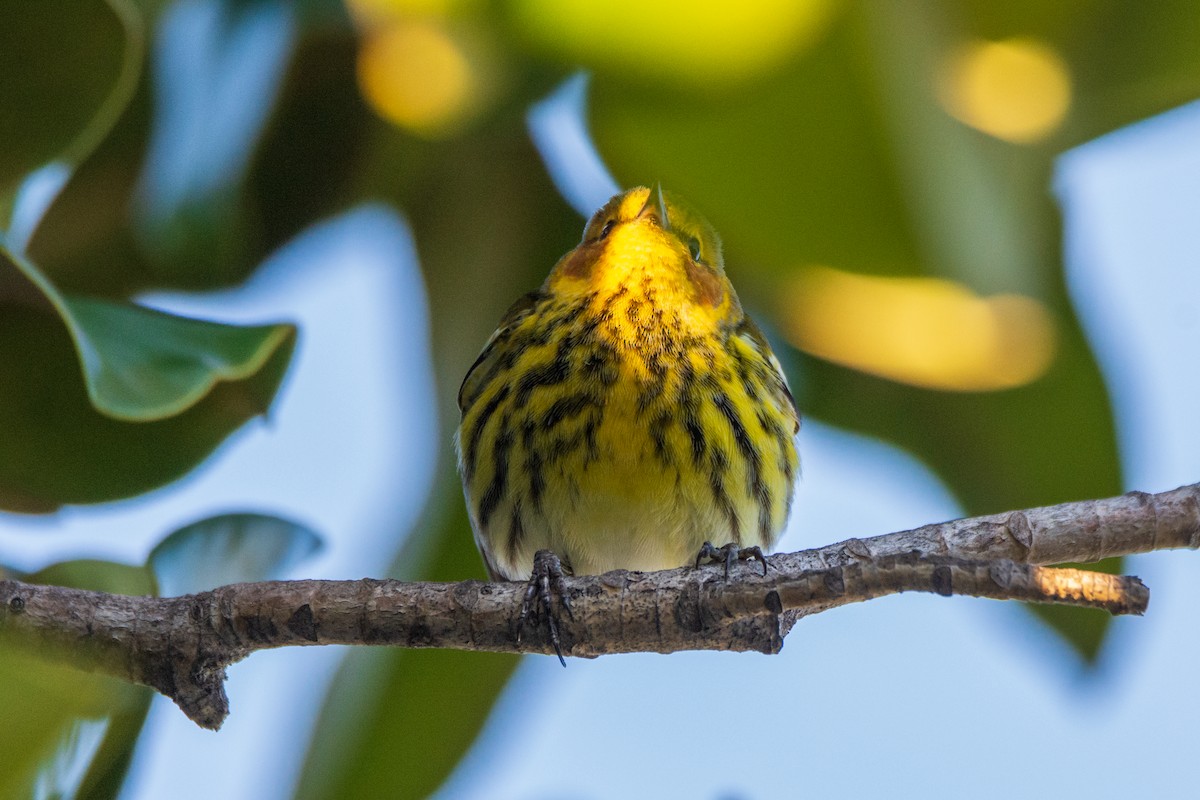 Cape May Warbler - ML615164335