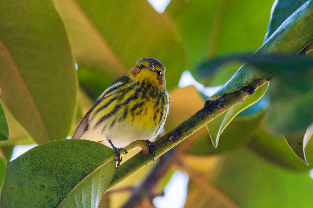Cape May Warbler - ML615164336