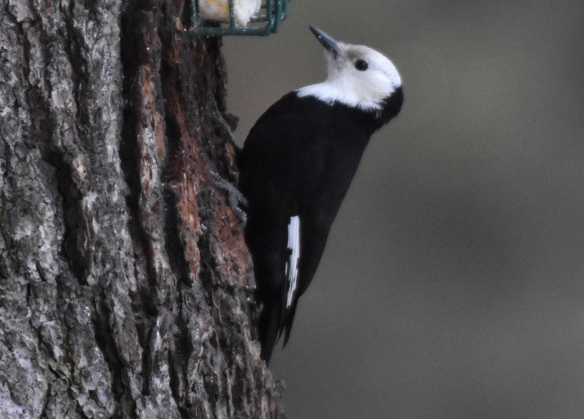 White-headed Woodpecker - ML615164351