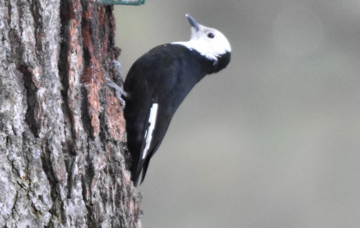 White-headed Woodpecker - ML615164363