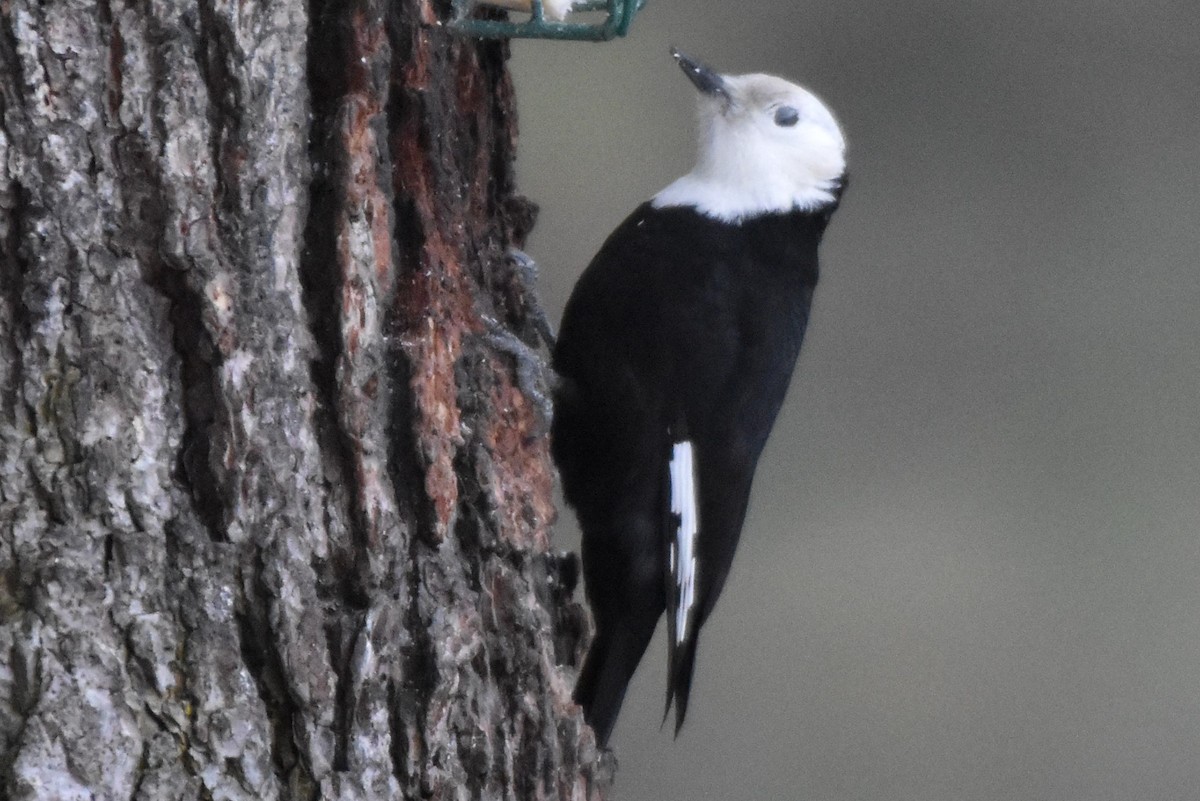 White-headed Woodpecker - ML615164367