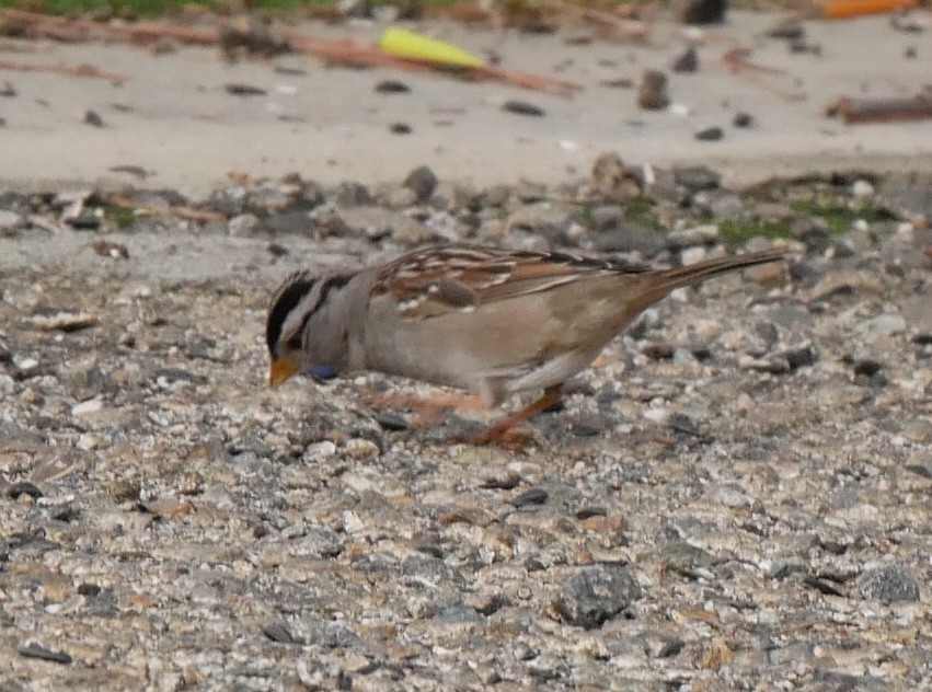 White-crowned Sparrow (Gambel's) - ML615164400