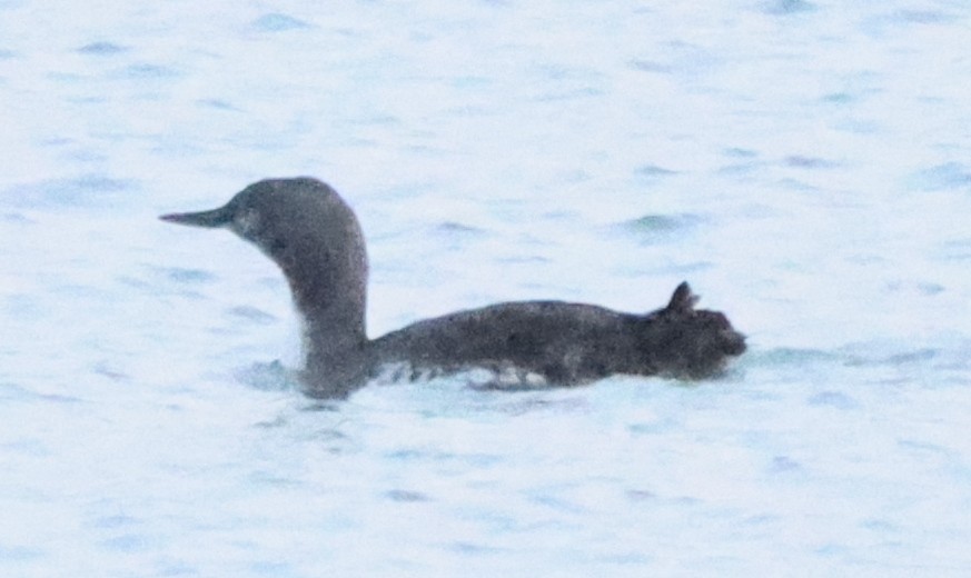 Red-throated Loon - ML615164481