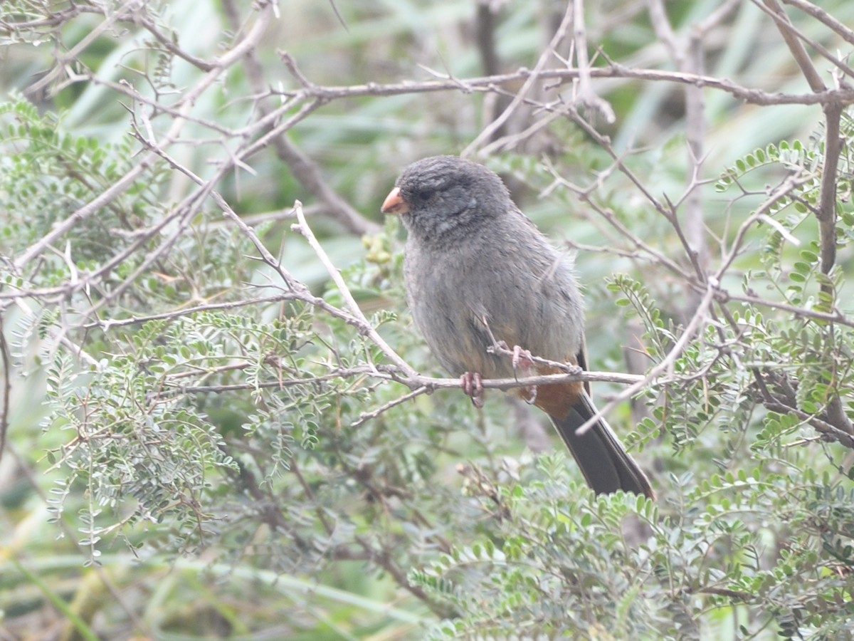 Plain-colored Seedeater - ML615164616