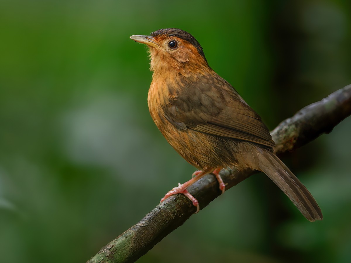 Brown-capped Babbler - Pellorneum fuscocapillus - Birds of the World