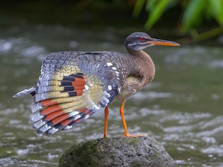  - Sunbittern