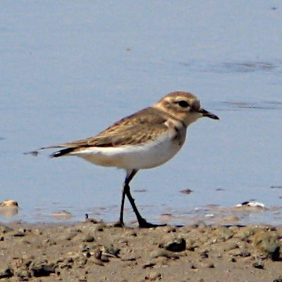 Double-banded Plover - ML615164807