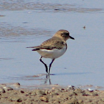 Double-banded Plover - ML615164808
