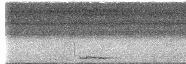 holoubek proužkokrký - ML615164824