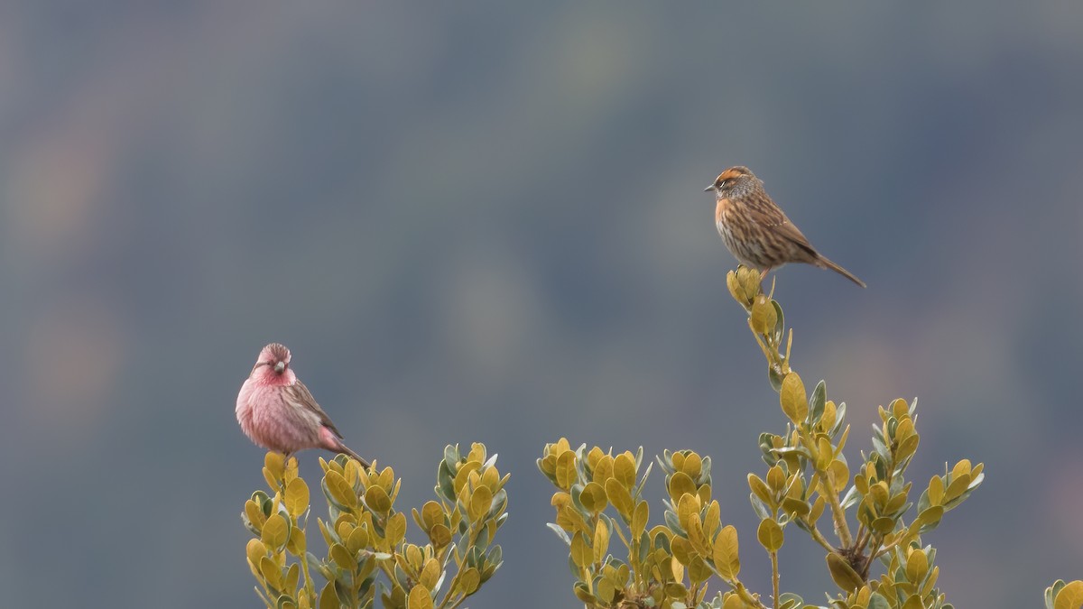 Himalayan Beautiful Rosefinch - Xuelei Jiang