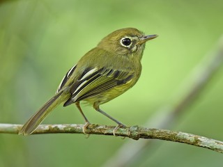  - Eye-ringed Tody-Tyrant