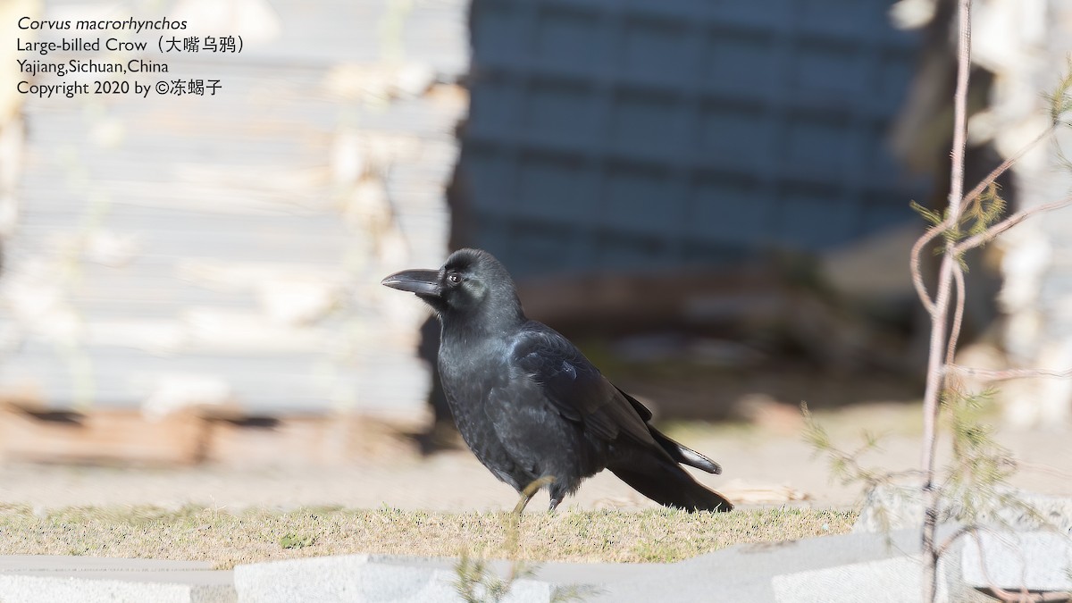 Large-billed Crow (Large-billed) - ML615164914