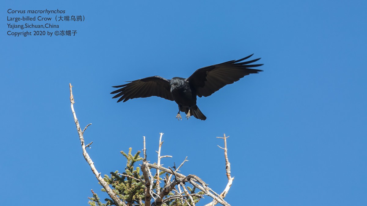 Large-billed Crow (Large-billed) - Xuelei Jiang