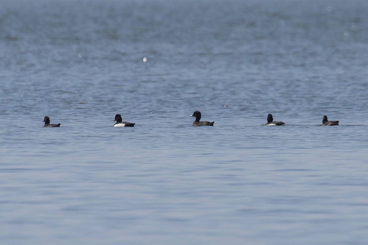 Tufted Duck - ML615164990