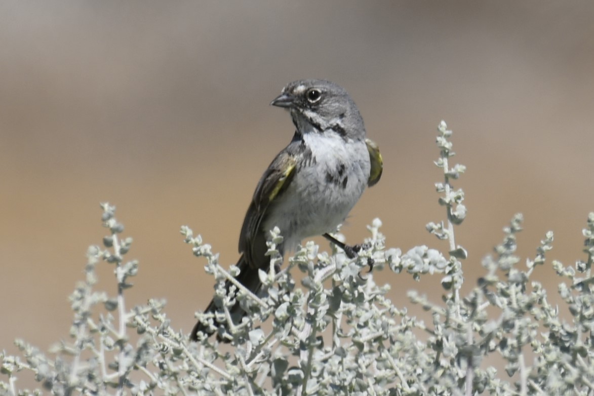 Bell's Sparrow (canescens) - ML615165075