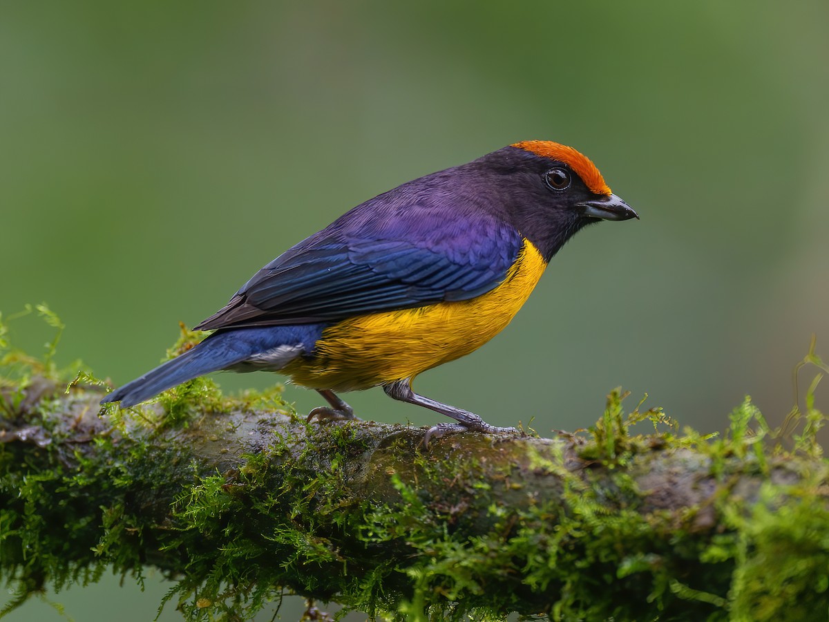 Tawny-capped Euphonia - Euphonia anneae - Birds of the World