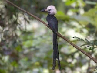  - Western Long-tailed Hornbill