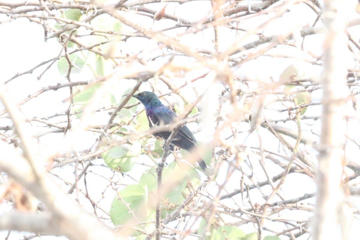 Violet-breasted Sunbird - ML615165410