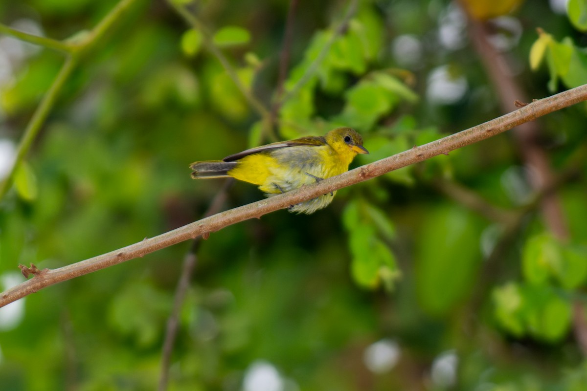 Yellow-backed Tanager - ML615165488