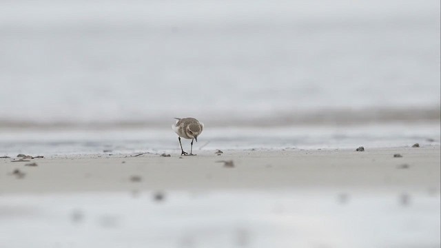 Double-banded Plover - ML615165767