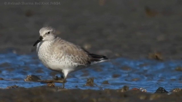 Red Knot - ML615165784