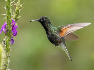  - Black-bellied Hummingbird