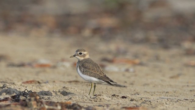Double-banded Plover - ML615165799