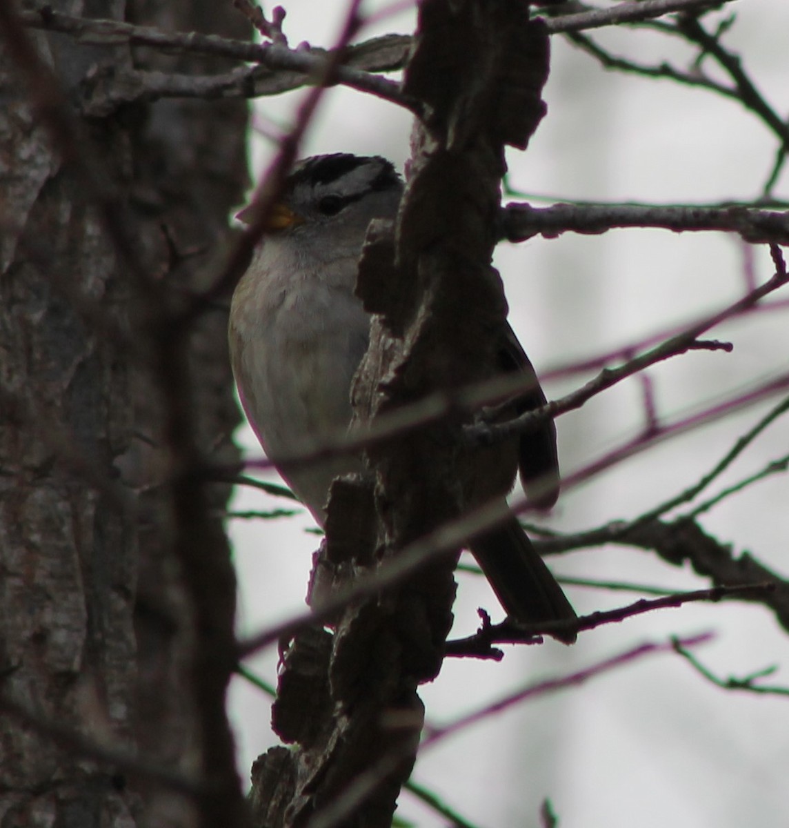 White-crowned Sparrow - ML615165800