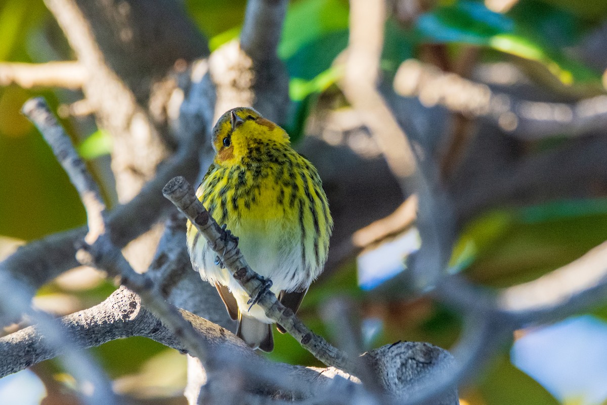 Cape May Warbler - ML615165878