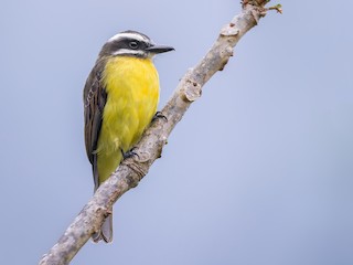  - Golden-bellied Flycatcher