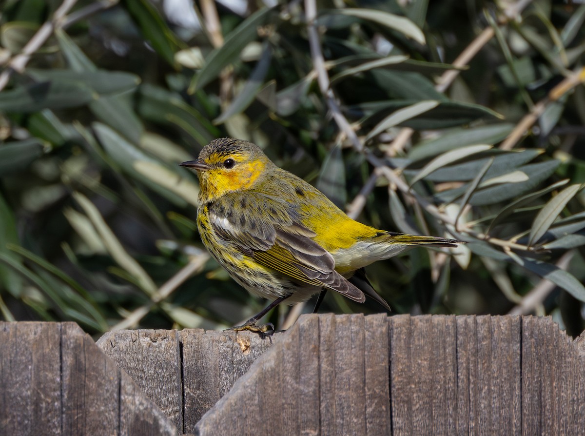 Cape May Warbler - ML615165901
