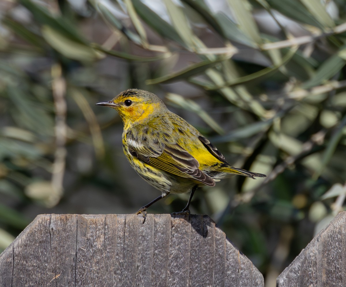 Cape May Warbler - Kirk Swenson