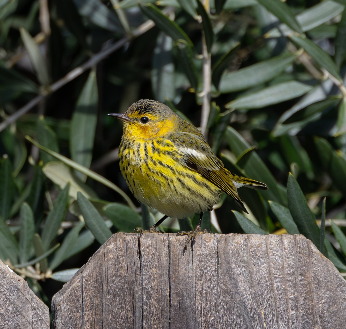 Cape May Warbler - Kirk Swenson