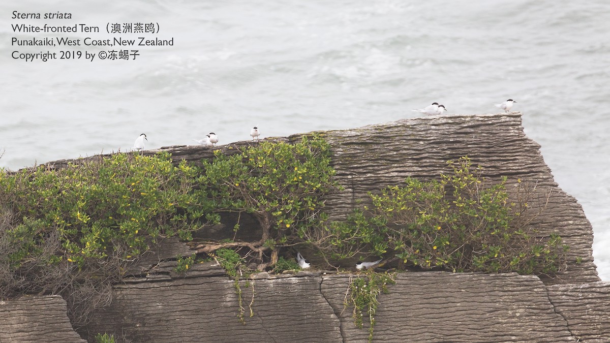 White-fronted Tern - ML615165936