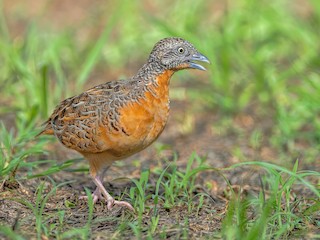 - Red-chested Buttonquail