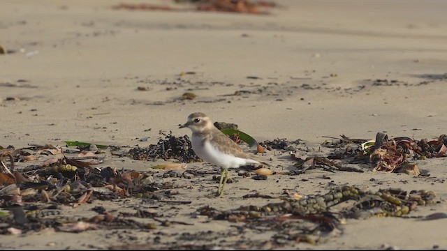 Double-banded Plover - ML615166062