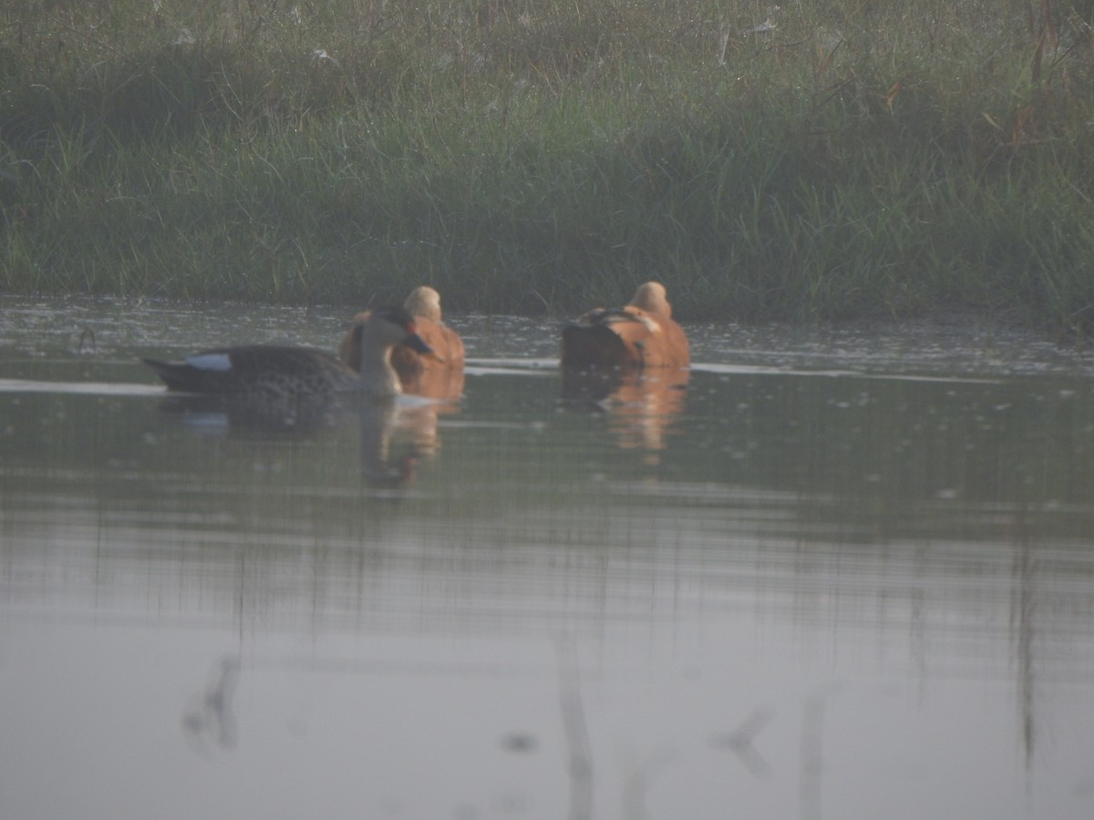 Indian Spot-billed Duck - ML615166184