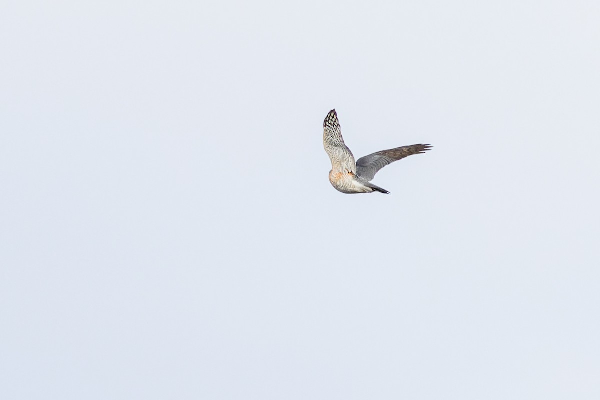 Eurasian Sparrowhawk - ML615166430