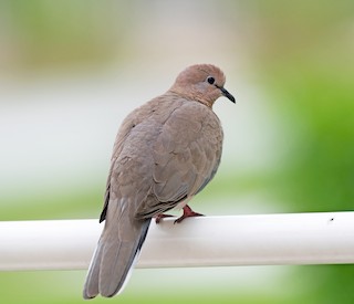 Laughing Dove, ML615167022