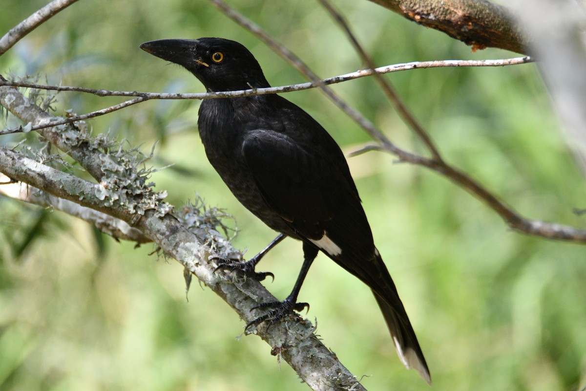 Pied Currawong - Peter & Shelly Watts