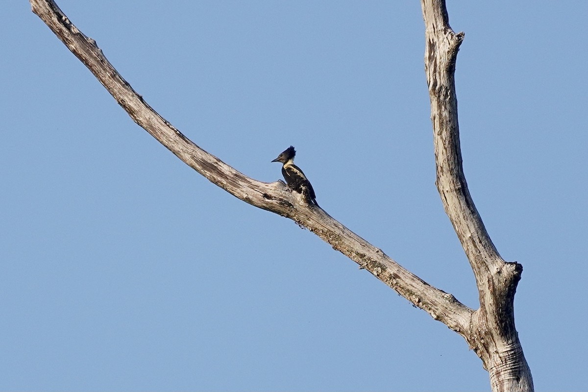 Black-and-buff Woodpecker - ML615167213