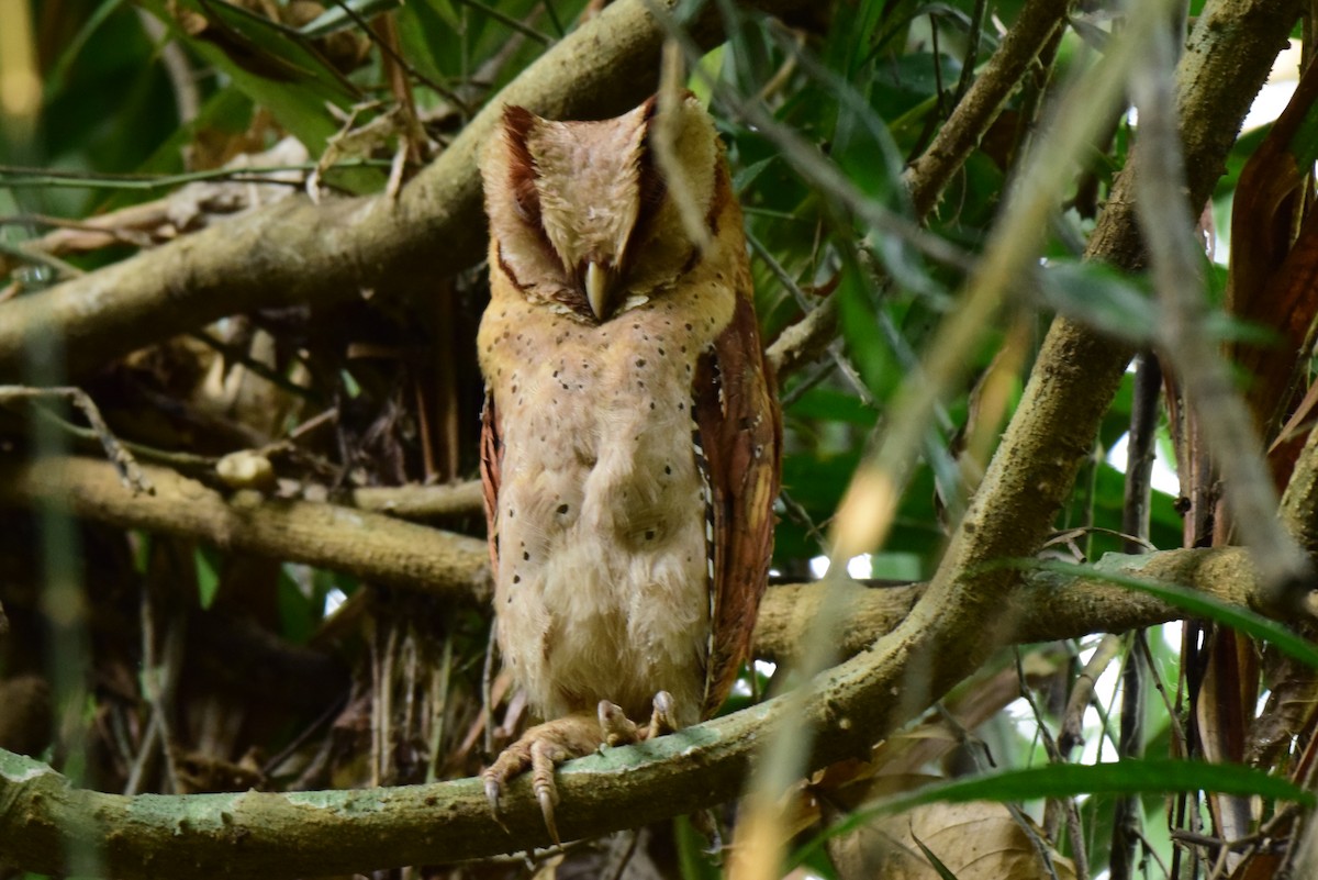 Sri Lanka Bay-Owl - Karan Shukla
