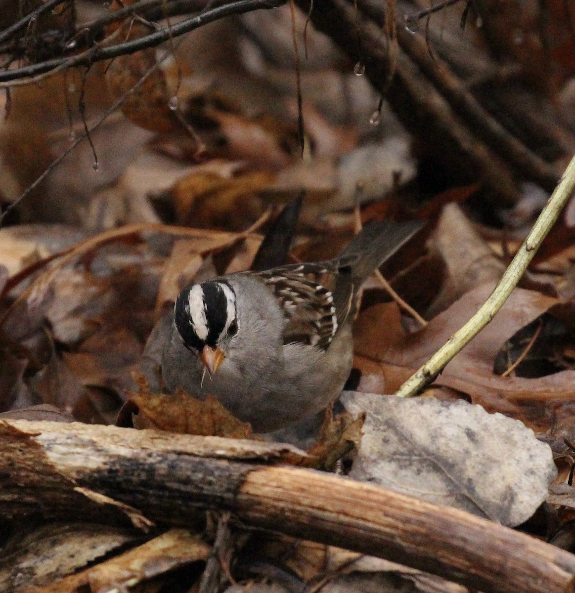 White-crowned Sparrow - ML615167444