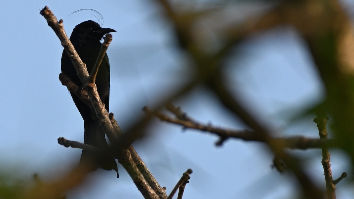 Hair-crested Drongo - ML615167454